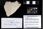 Foto (Objekt + Etikett) von Laeviprosopon punctatum (von Meyer, 1857)  (NHMW-GEO-2017-0089-0033)